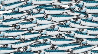 CHE LE SARDINE NON FINISCANO IN PADELLA